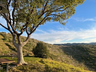 tree in the mountains