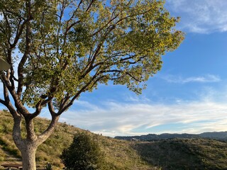 tree and sky