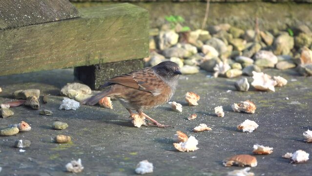ose up of a dunnock (Prunella modularis) feeding on scattered food on patio garden stones 