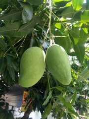 Fresh green mangoes on a mango tree. Mangifera indica L. Var.