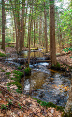 small brook traveling through the  the woods of willard brook state forest