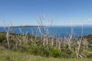 Picturesque landscape with bare trees and blue sea on background, New Zealand.