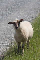 White sheep on a green grass, New Zealand.