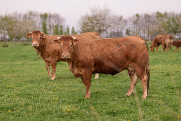 Naklejka na ściany i meble Brown cows graze on a field in Normandy France