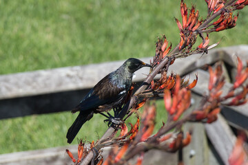 Tui bird on a flax flower stalk with green grass on background, New Zealand.