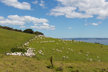 White sheep peacefully grazing at green grass, Shakespear Regional Park, New Zealand.