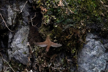 Fototapeta na wymiar winter wren in the forest
