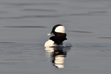 Cute Bufflehead duck on lake