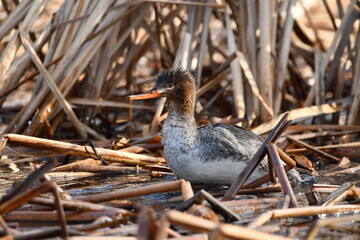 Spring scene of a female Red Breasted Merganser duck in reeds along edge of lake