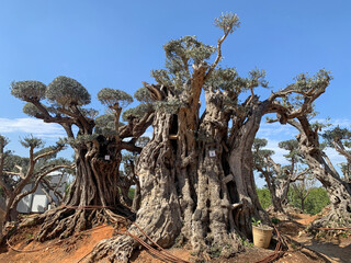 Old bizarre olive trees in moshav Zimrat