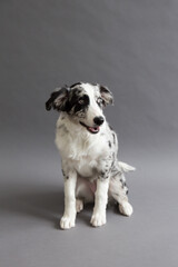 Selective focus vertical portrait of cute female merle border collie puppy sitting against seamless grey background looking up with mouth open and a gentle expression