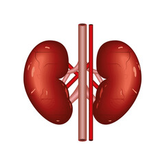 kidneys human organ