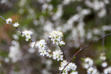 Blommorna på våren