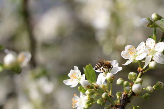 Biene auf einem blühenden Obstbaumast, Mirabellenblüte im Frühling, Bestäubung, Obstbaum, Blüten
