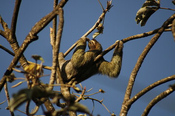 Panamá sloth