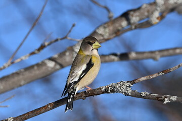 Colorful female Evening Grosbeak sits perched in a tree