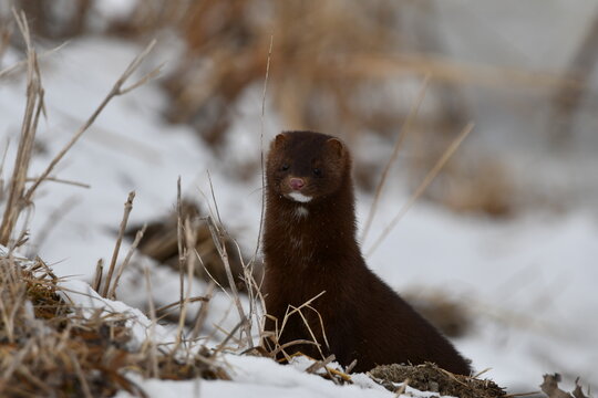 Winter scene of a mink looking around snow covered marsh