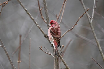 Male Purple Finch sits perched in a tree