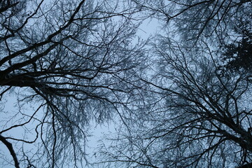 snowy branches in the sky