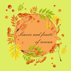 Autumn and summer leaves and fruits of rowan clipart