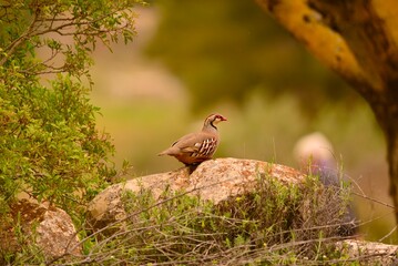 Ein Rebhuhn in freier Natur
