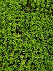green background, ornamental plants in the garden, close-up view