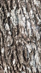 Old tree patern