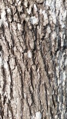 Old tree patern