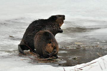 Winter scene of two beavers on ice at the opening to their beaver den