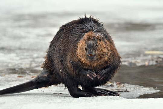 Funny looking beaver stands up at the edge of open ice looking at the photographer 