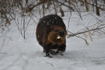 Winter scene of a beaver dragging a branch through the snow © Carol Hamilton