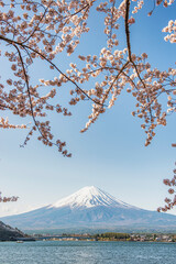 Fuji Mountain and Pink sakura at Lake Kawaguchiko, Fujinomiya, Shizuoka, Japan