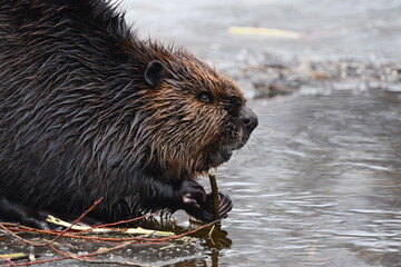 Beaver eats the bark off a branch near opening in ice © Carol Hamilton