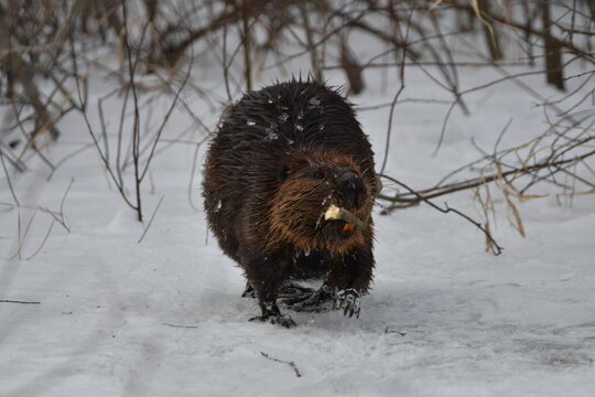 Winter scene of a beaver dragging a branch through the snow