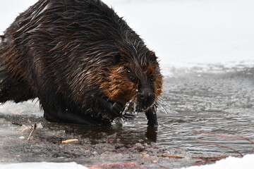 Winter scene of a beaver standing near opening in ice to its den