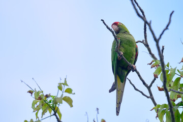 SCARLET FRONTED PARAKEET (Psittacara wagleri), perched restlessly on the branches of a tree looking for food.