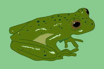 slimy green frog on a leaf