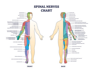 Spinal nerves chart and medical neural network in human body outline diagram. Labeled educational scheme with front and back neurology explanation vector illustration. Nerve sensory system explanation