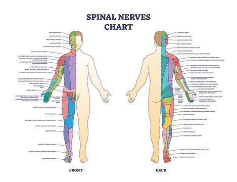 Spinal nerves chart and medical neural network in human body outline diagram. Labeled educational scheme with front and back neurology explanation vector illustration. Nerve sensory system explanation