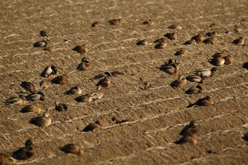Fototapeta na wymiar Several Mallard ducks sitting in rows in a farm field