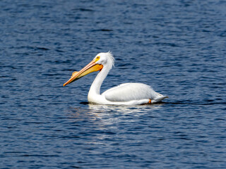 white pelican on the water