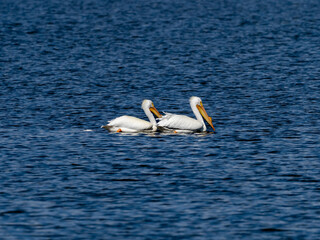 two pelicans swimming