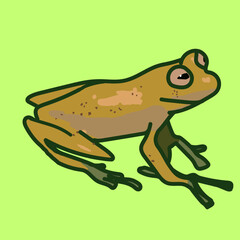 cute but funny looking yellow frog 