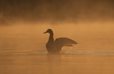 Male Mallard duck flapping its wings and spraying water at sunrise