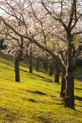 Fototapeta premium 夕陽のさす桜並木 