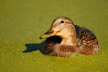 Close up of a female Mallard in an algae covered pond