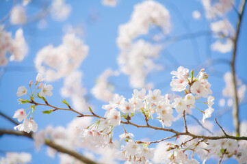 青空を背景に桜の花をクローズアップ
