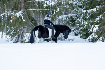 Icelandic horse walking in deep snow with rider on the back.  Black and white horse. Female rider with helmet on.