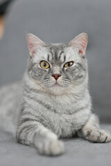 Tabby grey cat lying on a grey sofa in a living room with a grumpy and curious  looking, for pet and home concept.