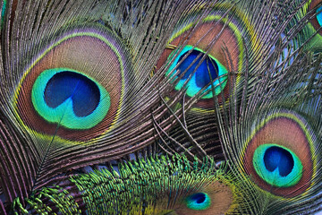 Closeup portrait of the peacock feathers from the overhead view.